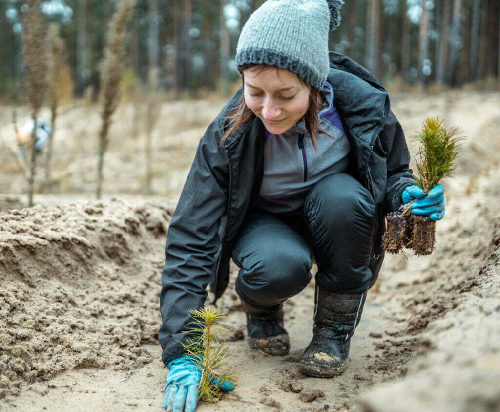 Person planting coniferous trees