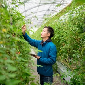 Man in a greenhouse looking at tomato plants