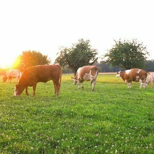 Cows on a farm