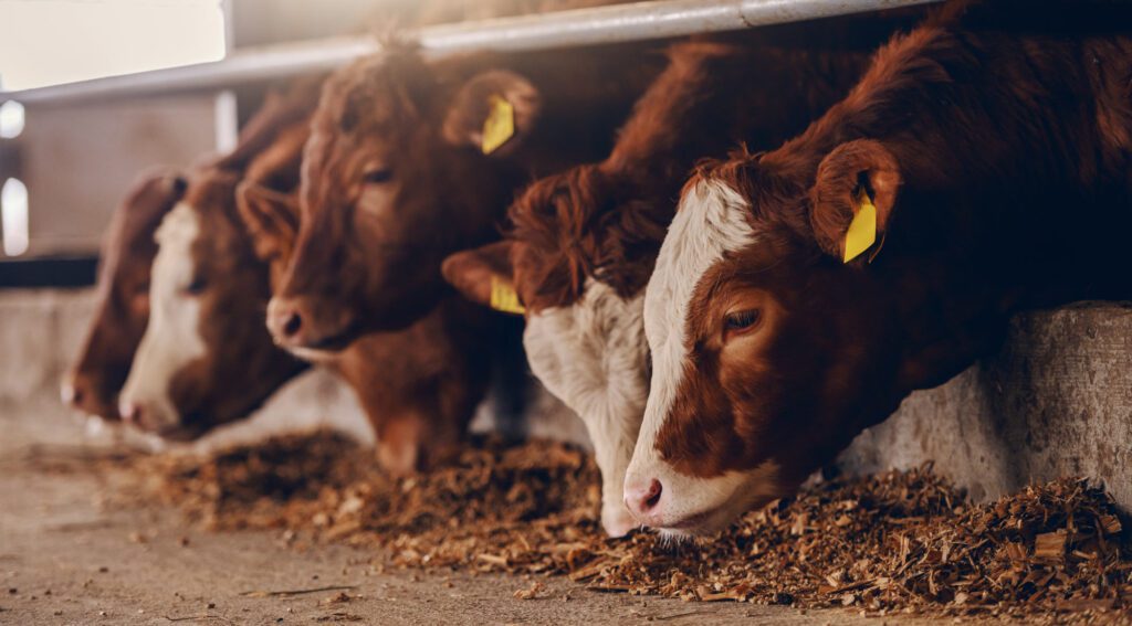 Cows eating in barn.