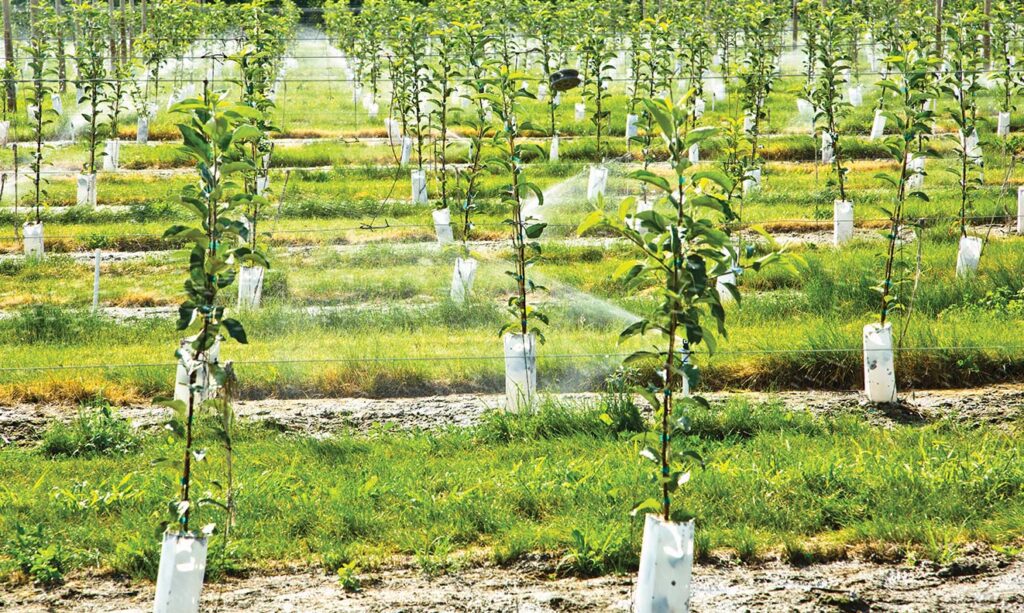 Trees in an orchard being watered.