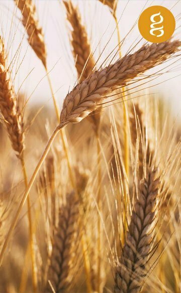 Grain in field.