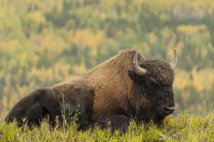 Wood Buffalo sleeping in the grass next to the Alaska Highway, Canada.